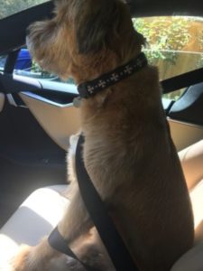 Courage not only has a great home, he also gets to ride in a Tesla