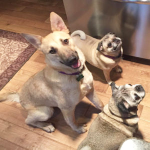 Izzy with two of her many cousins. Her big sis is a Newfie!