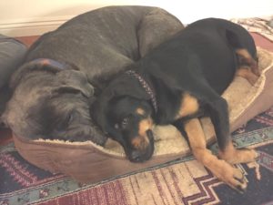 rio-and-daphne-1-share-bed