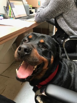 Have you ever seen a happier Rottie. Haskell can't believe what a great home he got! Enjoy it big fella