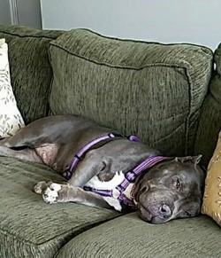 Marigold, now Goldie, loves snoozing on HER couch