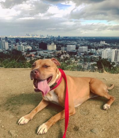 Amber is at the top of the world! She has a great new home with two other dogs her size