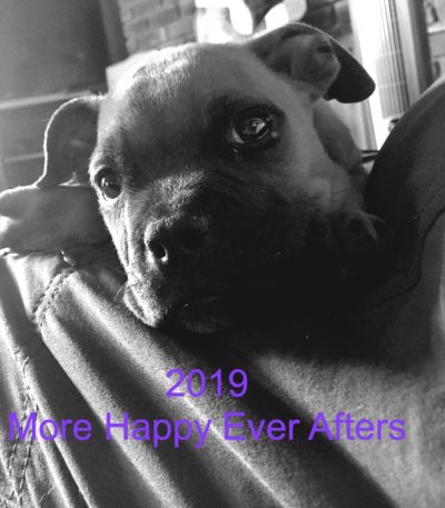 2019 is looking to be another stellar year. Thank you Dawg Squad adopters