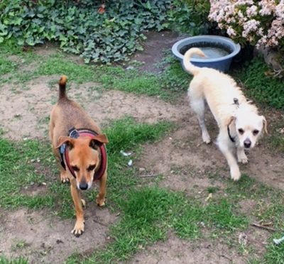 Boop (the pup on the right) found a home with a pup as active as he is!