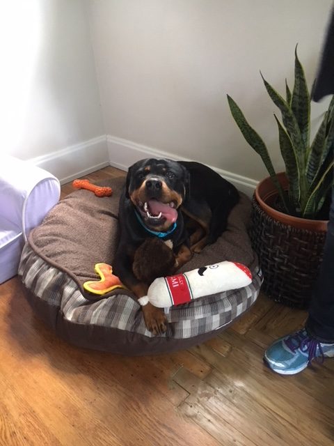 Raya is living it up with a fabulous new family who had a bed and a box of toys ready for her