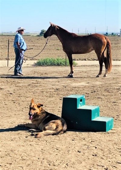 Colonel went from being homeless to living on a 5 acre horse property in Bakersfield. He is LOVING his new life