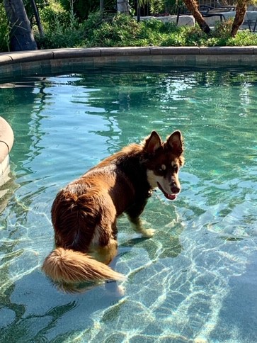 Odie is unbelievably handsome. He got a pretty cool home....who knew huskies liked to swim?