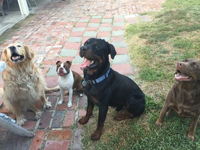 Dutch (the Rottie) has already made lots of new friends!