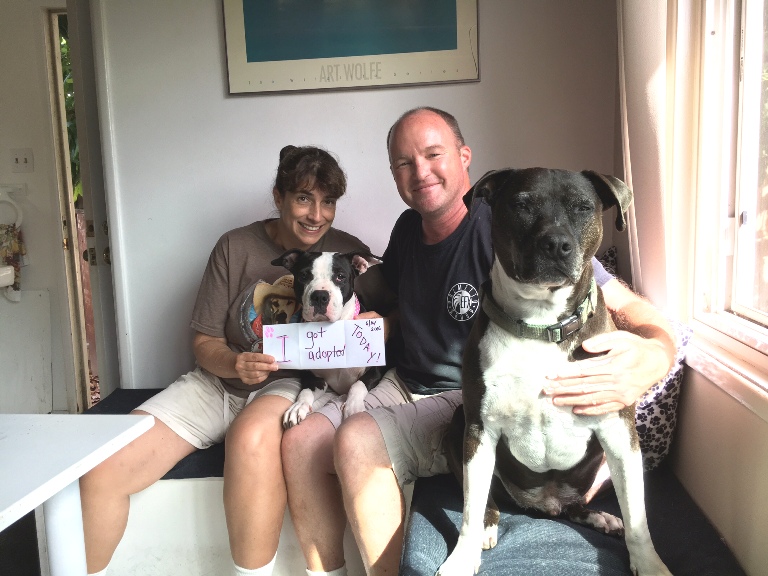 Napa lives with two other dogs and Dawg Squad volunteers in Los Angeles. Foster success! 